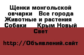 Щенки монгольской овчарки - Все города Животные и растения » Собаки   . Крым,Новый Свет